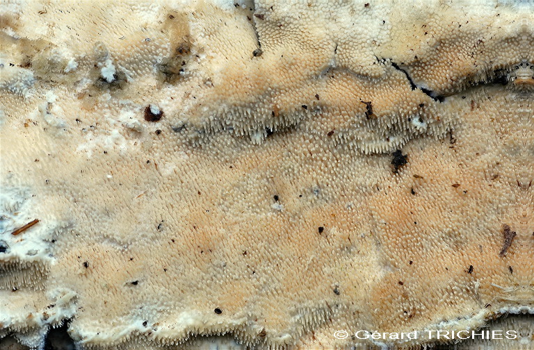 ForseSteccherinum straminellum-f3409(Steccherinum ochraceum)